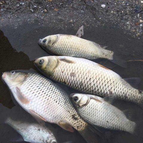 鯉鯽與鯽魚區別圖片【同樣是鯽魚】