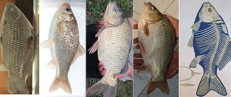 鯉鯽與鯽魚區別圖片【同樣是鯽魚】