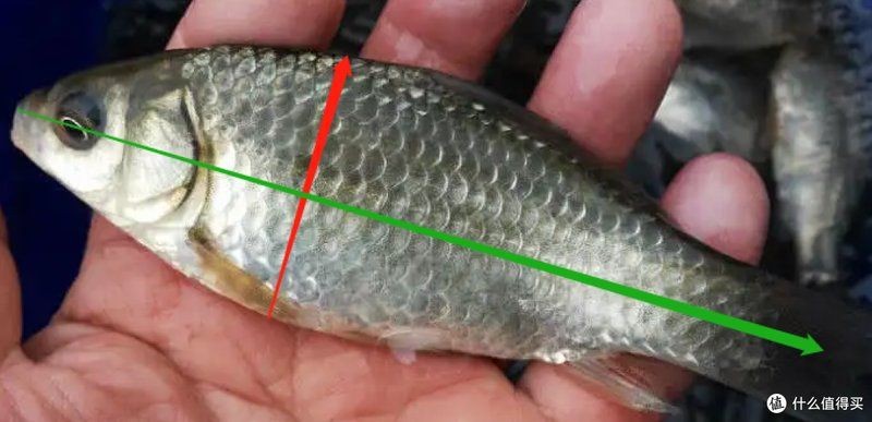 鯉鯽與鯽魚區別圖片【同樣是鯽魚】