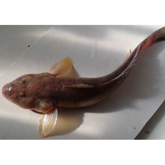 紅狼牙鰕虎魚保護級別【國家二級保護動物紅狼牙鰕虎魚】