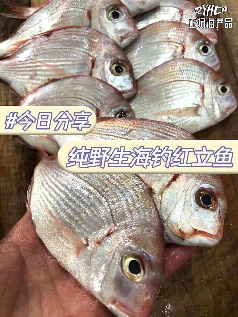 紅立魚是什么魚【深海美味:紅立魚的鮮美秘訣】