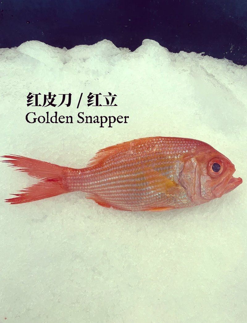 紅立魚是什么魚【深海美味:紅立魚的鮮美秘訣】