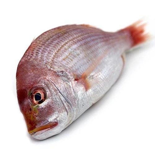 紅立魚是什么魚【深海美味:紅立魚的鮮美秘訣】