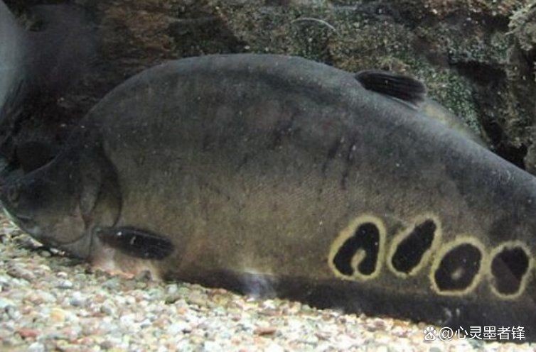 觀賞魚啥魚最好養活【20種最適合新手飼養的觀賞魚】