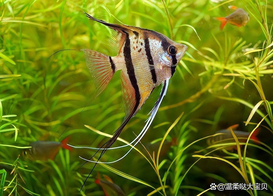 觀賞魚啥魚最好養活【20種最適合新手飼養的觀賞魚】