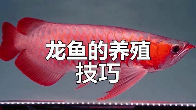 龍魚的環境氣場對它的生長有何影響？【如何打造最適合龍魚的水質環境】 龍魚的環境氣場對它的生長有何影響？【如何打造最適合龍魚的水質環境】 龍魚百科 第6張