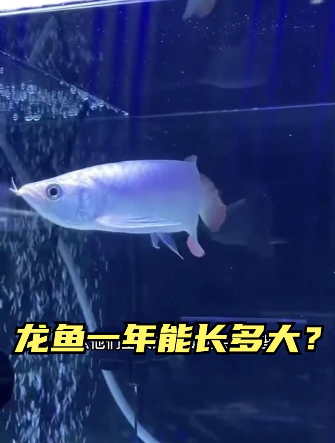 龍魚的環境氣場對它的生長有何影響？【如何打造最適合龍魚的水質環境】 龍魚的環境氣場對它的生長有何影響？【如何打造最適合龍魚的水質環境】 龍魚百科 第8張