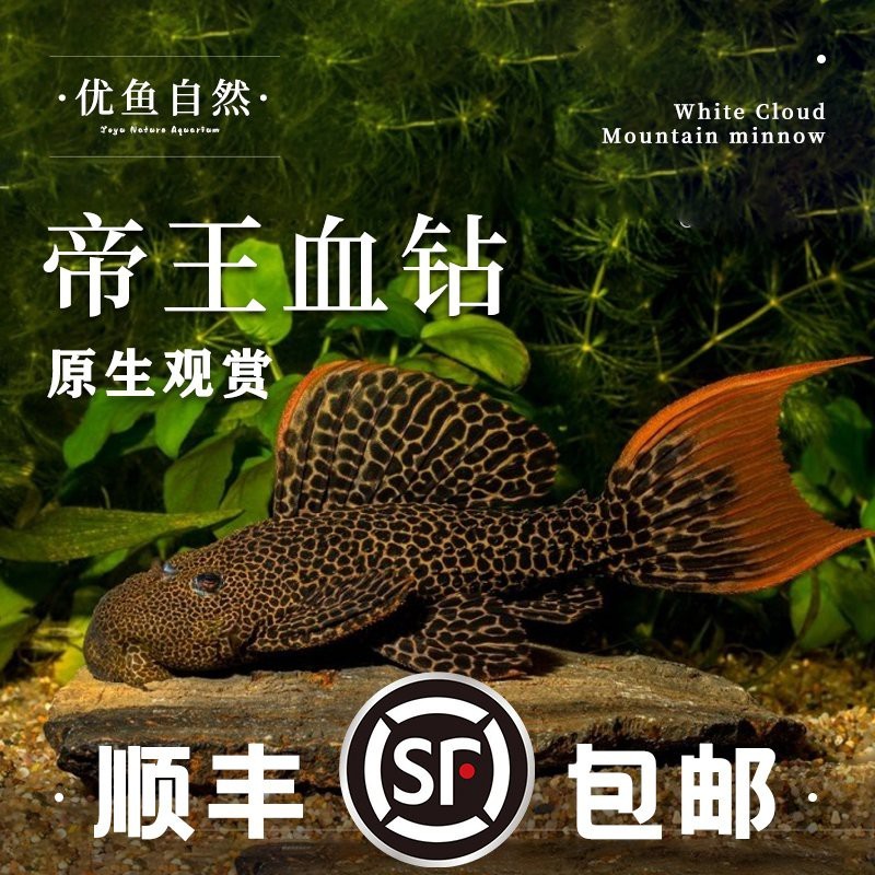 帝王血鉆能和什么魚混養【帝王血鉆的混養需以“溫和、互補、互補、空間充足”為核心原則】