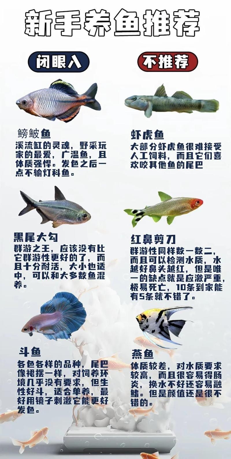 帝王血鉆能和什么魚混養【帝王血鉆的混養需以“溫和、互補、互補、空間充足”為核心原則】