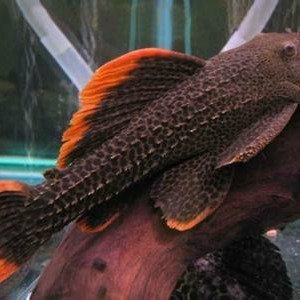 帝王血鉆能和什么魚混養【帝王血鉆的混養需以“溫和、互補、互補、空間充足”為核心原則】