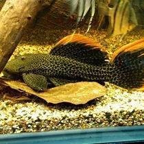 帝王血鉆能和什么魚混養【帝王血鉆的混養需以“溫和、互補、互補、空間充足”為核心原則】