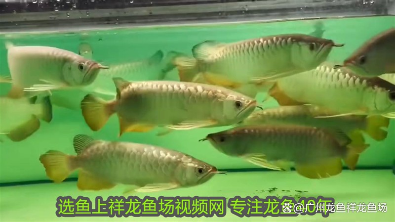 龍魚和虎魚混養需要多長時間適應？ 龍魚和虎魚混養需要多長時間適應？ 龍魚論壇 第2張