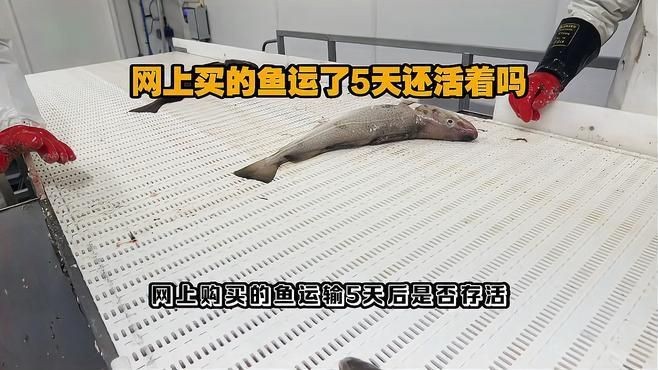 網(wǎng)上買的魚運了5天還活著嗎【網(wǎng)上購買的魚經(jīng)過5天運輸后是否還活著存在多種可能】