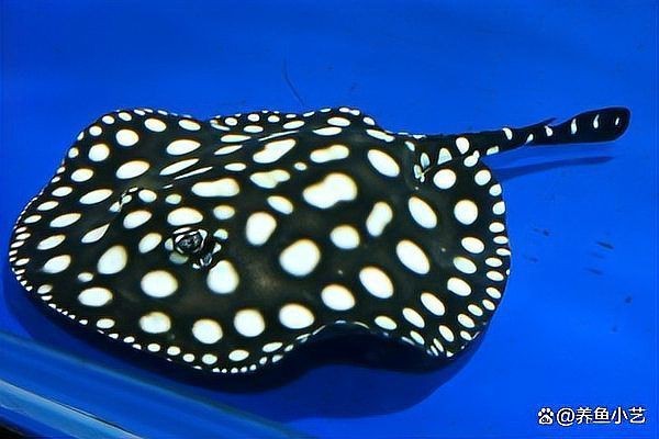 馬來西亞魟魚最怕三個東西【金旗艦暖氣廠家，飼養魟魚需要什么問題】