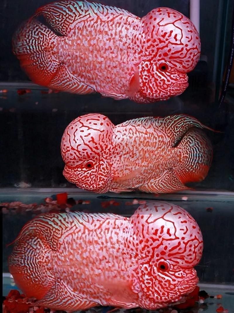 頂級羅漢魚圖片【養(yǎng)魚大全羅漢魚最建議買的三個品種，看著就心動】