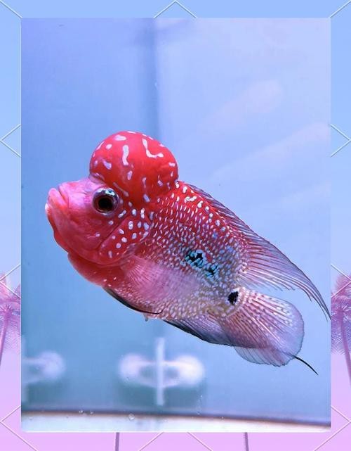 頂級羅漢魚圖片【養(yǎng)魚大全羅漢魚最建議買的三個品種，看著就心動】
