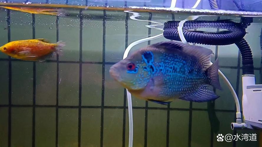 頂級羅漢魚圖片【養(yǎng)魚大全羅漢魚最建議買的三個品種，看著就心動】