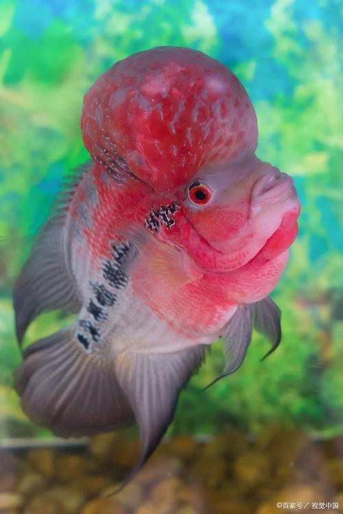 頂級羅漢魚圖片【養(yǎng)魚大全羅漢魚最建議買的三個品種，看著就心動】
