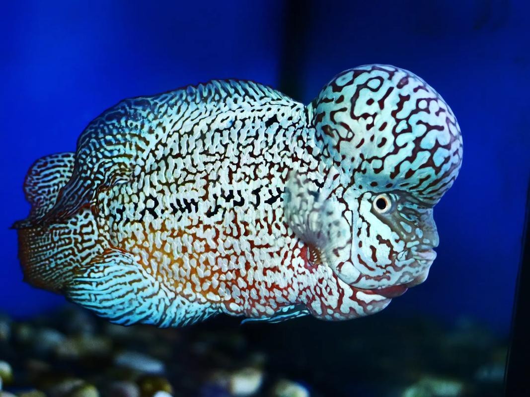 頂級羅漢魚圖片【養(yǎng)魚大全羅漢魚最建議買的三個品種，看著就心動】