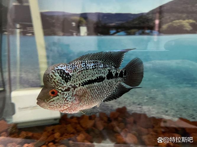 頂級羅漢魚圖片【養(yǎng)魚大全羅漢魚最建議買的三個品種，看著就心動】