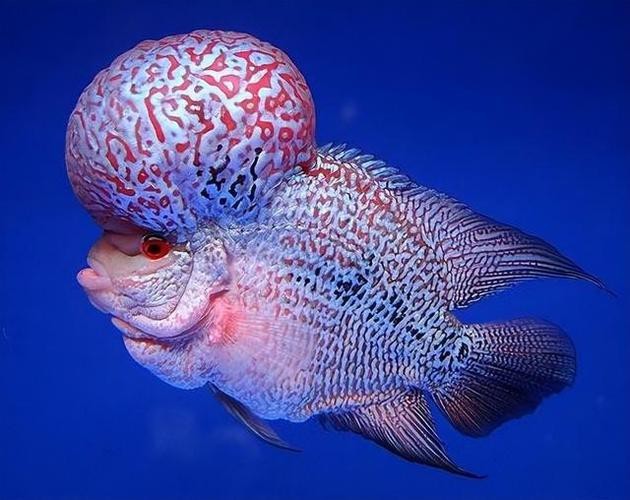 頂級羅漢魚圖片【養(yǎng)魚大全羅漢魚最建議買的三個品種，看著就心動】
