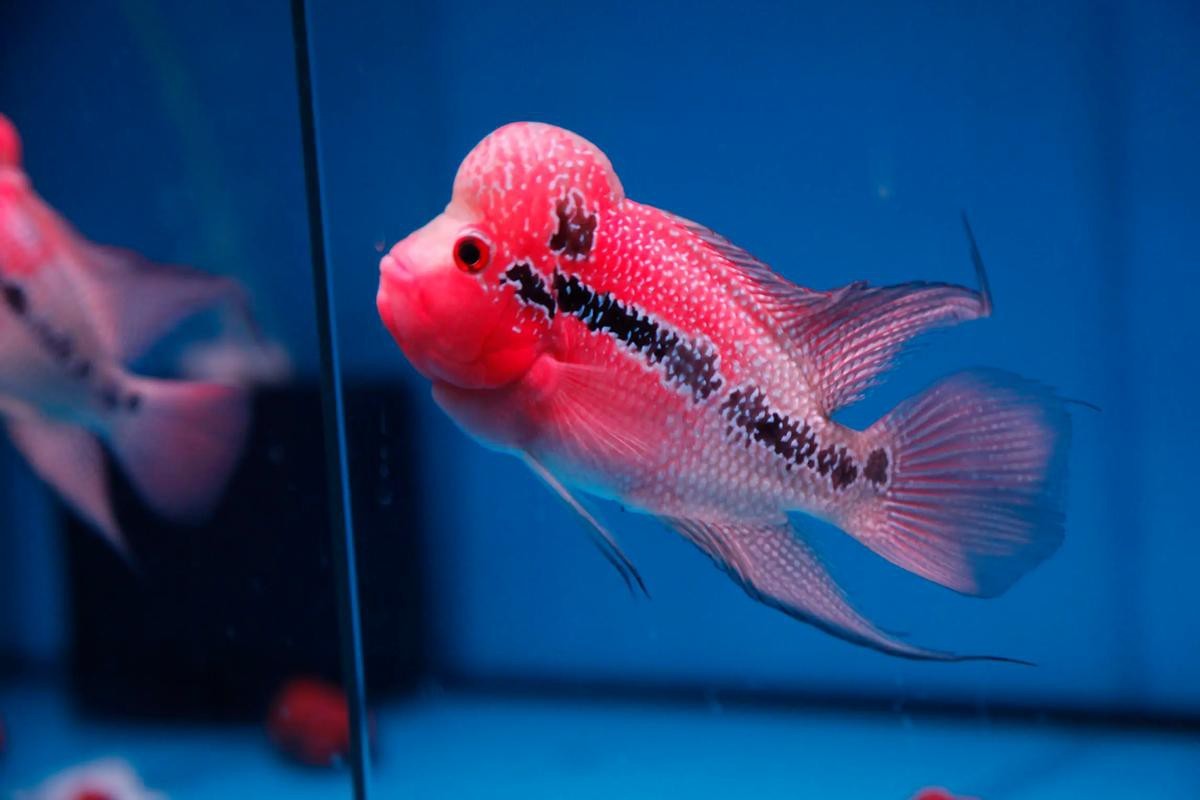 頂級羅漢魚圖片【養(yǎng)魚大全羅漢魚最建議買的三個品種，看著就心動】