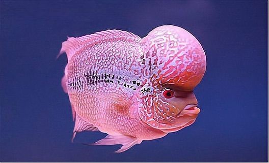 頂級羅漢魚圖片【養(yǎng)魚大全羅漢魚最建議買的三個品種，看著就心動】