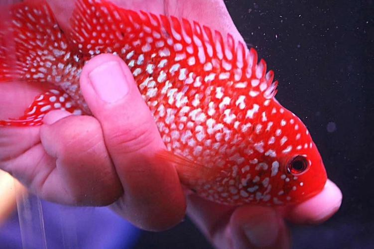 頂級羅漢魚圖片【養(yǎng)魚大全羅漢魚最建議買的三個品種，看著就心動】
