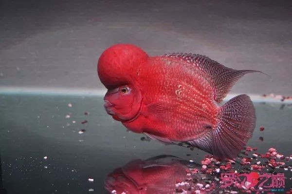 頂級羅漢魚圖片【養(yǎng)魚大全羅漢魚最建議買的三個品種，看著就心動】