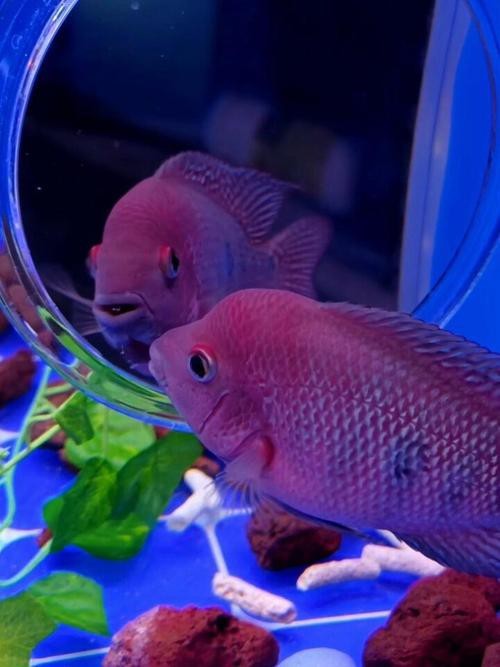 頂級羅漢魚圖片【養(yǎng)魚大全羅漢魚最建議買的三個品種，看著就心動】