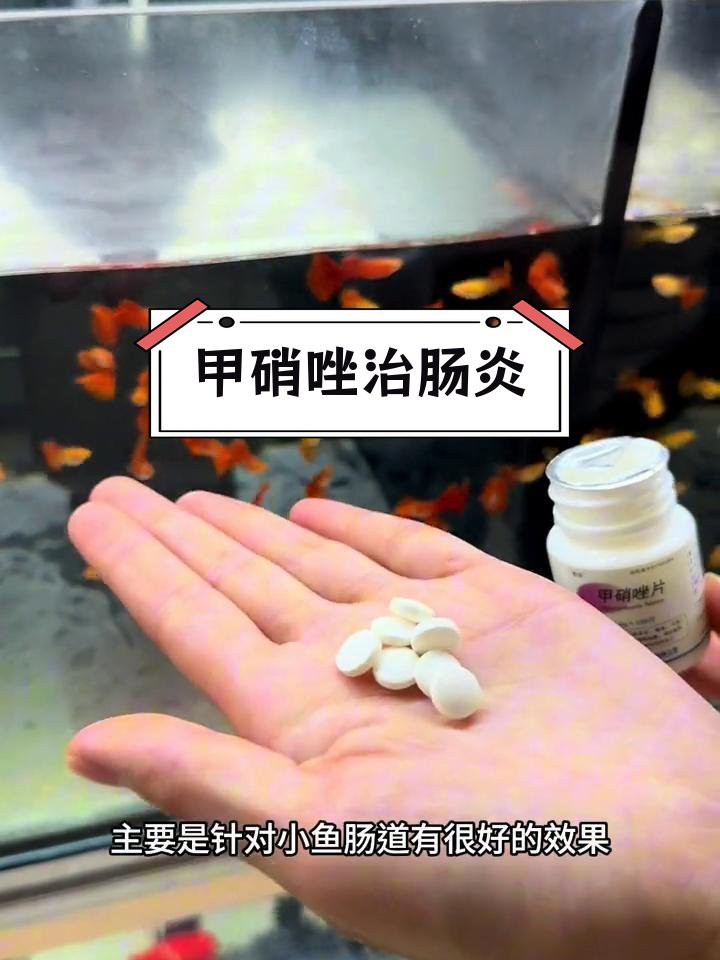 甲硝唑片對龍魚有副作用嗎？【甲硝唑對龍魚可能有副作用】
