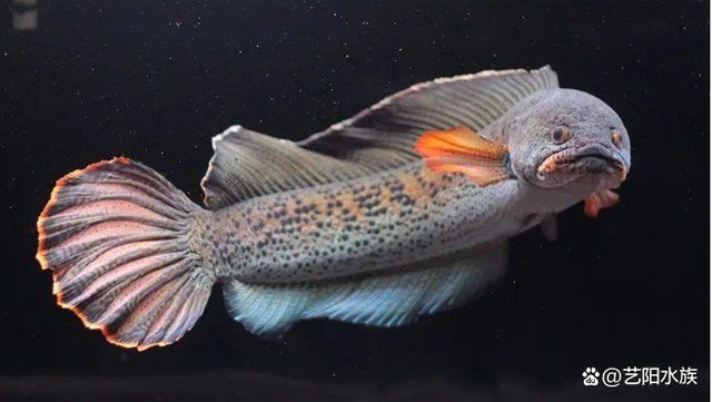 雷龍魚的所有病癥【雷龍魚常見病癥及治療方法】