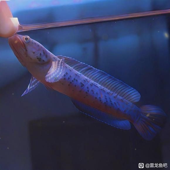 雷龍魚的所有病癥【雷龍魚常見病癥及治療方法】
