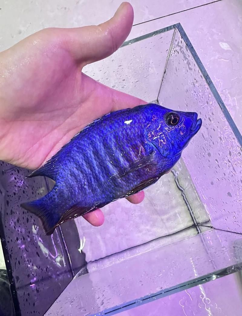 馬鯛魚最怕三個東西【馬拉維湖慈鯛飼養技巧】