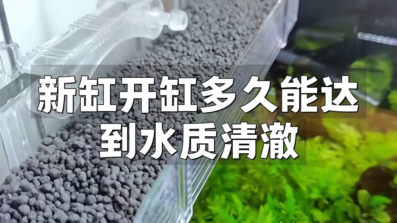 龍魚(yú)死亡后多久補(bǔ)充新魚(yú)合適？【龍魚(yú)死亡后多久會(huì)腐爛】