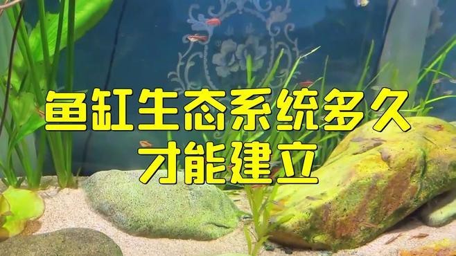 龍魚(yú)死亡后多久補(bǔ)充新魚(yú)合適？【龍魚(yú)死亡后多久會(huì)腐爛】