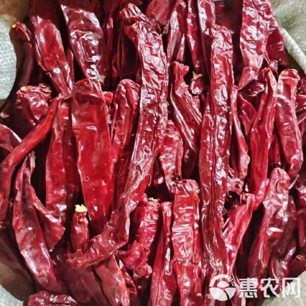紅龍二十三辣椒價格【《紅龍二十三辣椒價格》】
