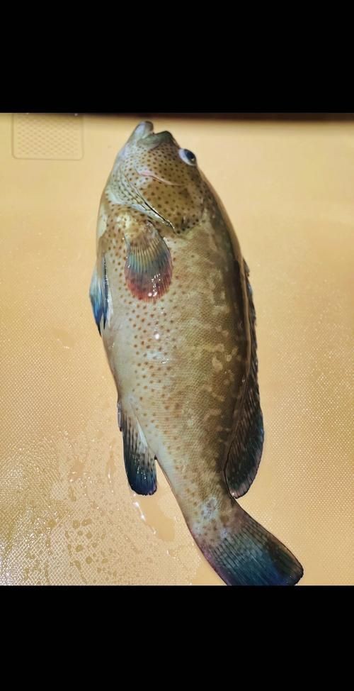 藍瓜子斑魚圖片【《藍瓜子斑魚：獨特而珍貴的存在》】