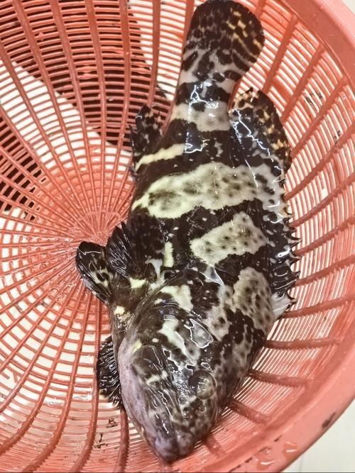 藍瓜子斑魚圖片【《藍瓜子斑魚：獨特而珍貴的存在》】