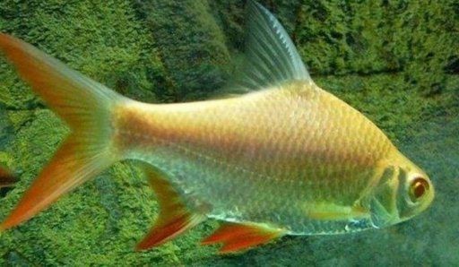 金鳳銀鳳魚能長多大【如何判斷金鳳銀鳳魚的性別】 金鳳銀鳳魚能長多大【如何判斷金鳳銀鳳魚的性別】 龍魚百科 第1張