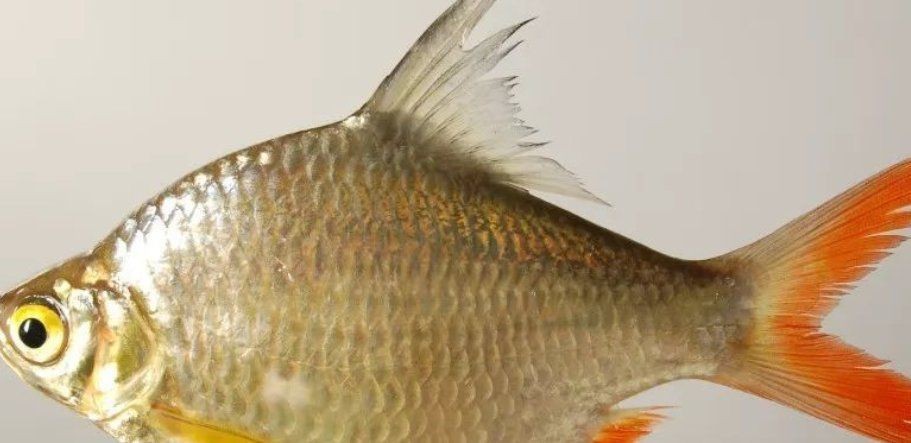 金鳳銀鳳魚能長多大【如何判斷金鳳銀鳳魚的性別】 金鳳銀鳳魚能長多大【如何判斷金鳳銀鳳魚的性別】 龍魚百科 第3張