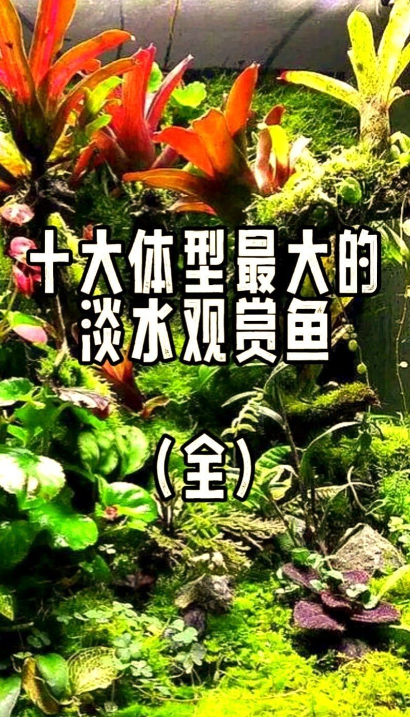 金鳳銀鳳魚能長多大【如何判斷金鳳銀鳳魚的性別】 金鳳銀鳳魚能長多大【如何判斷金鳳銀鳳魚的性別】 龍魚百科 第9張