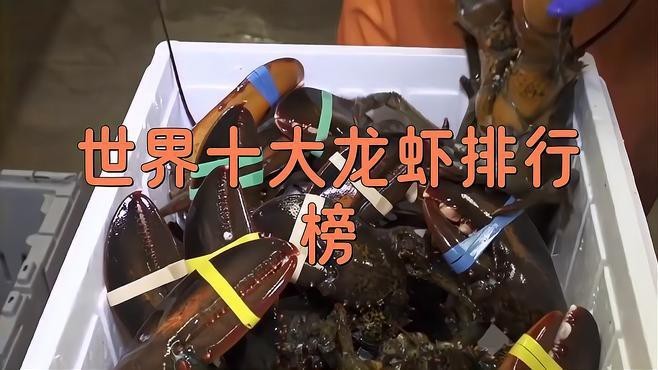 十大龍蝦中哪個最稀有？【世界十大龍蝦排行榜】 十大龍蝦中哪個最稀有？【世界十大龍蝦排行榜】 龍魚論壇 第2張