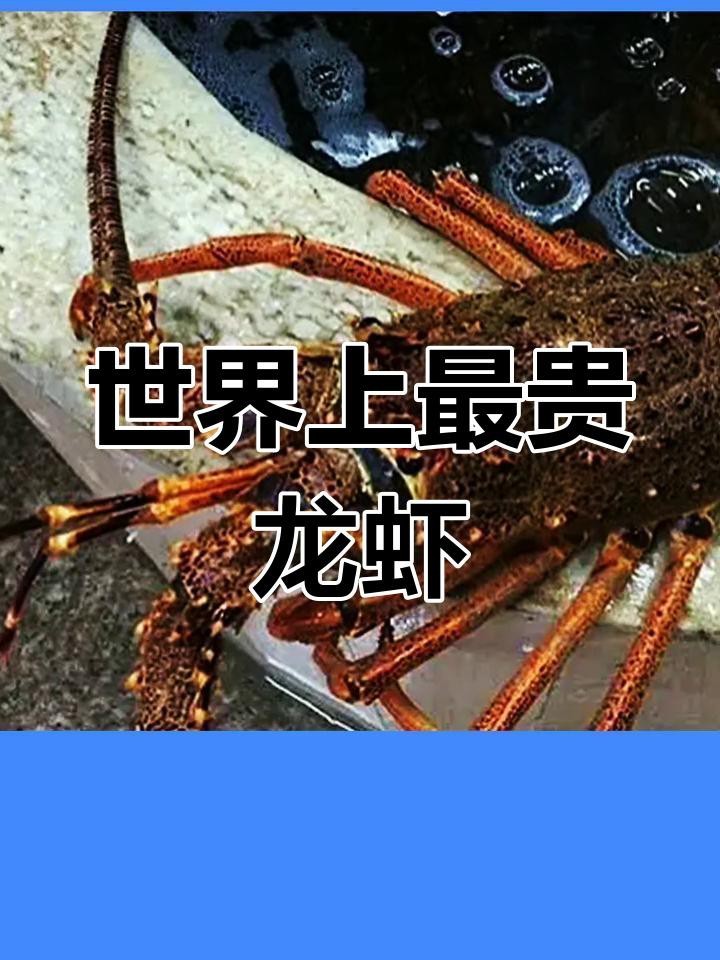 十大龍蝦中哪個最稀有？【世界十大龍蝦排行榜】 十大龍蝦中哪個最稀有？【世界十大龍蝦排行榜】 龍魚論壇 第1張