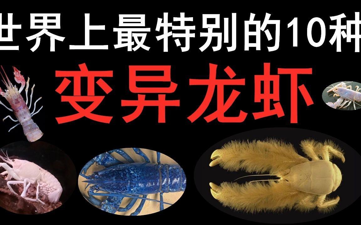 十大龍蝦中哪個最稀有？【世界十大龍蝦排行榜】 十大龍蝦中哪個最稀有？【世界十大龍蝦排行榜】 龍魚論壇 第4張