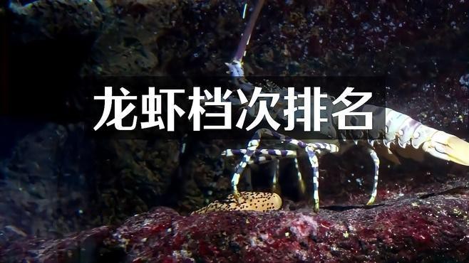 十大龍蝦中哪個最稀有？【世界十大龍蝦排行榜】 十大龍蝦中哪個最稀有？【世界十大龍蝦排行榜】 龍魚論壇 第6張