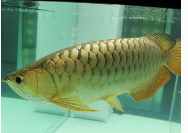 哪些食物有助于預防龍魚腸炎？【心靈的游樂場龍魚喂養(yǎng)全攻略:掌握這些細節(jié)讓你的龍魚健康成長】