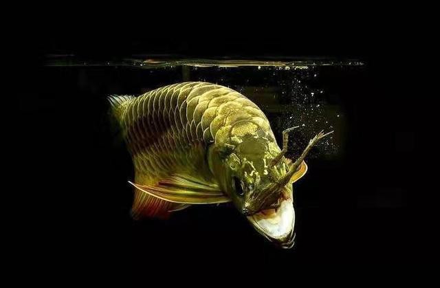 龍魚撞缸后多久喂食【龍魚撞缸后多久會恢復？】