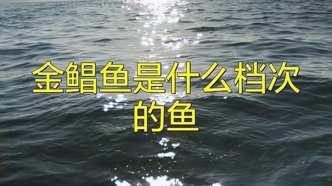 金鯧魚好還是銀鯧魚好【金鯧魚與銀鯧魚哪個好】
