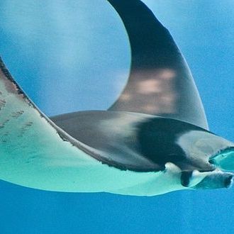 蝠鲼體型特征【海洋生物——蝠[需手動填充]】